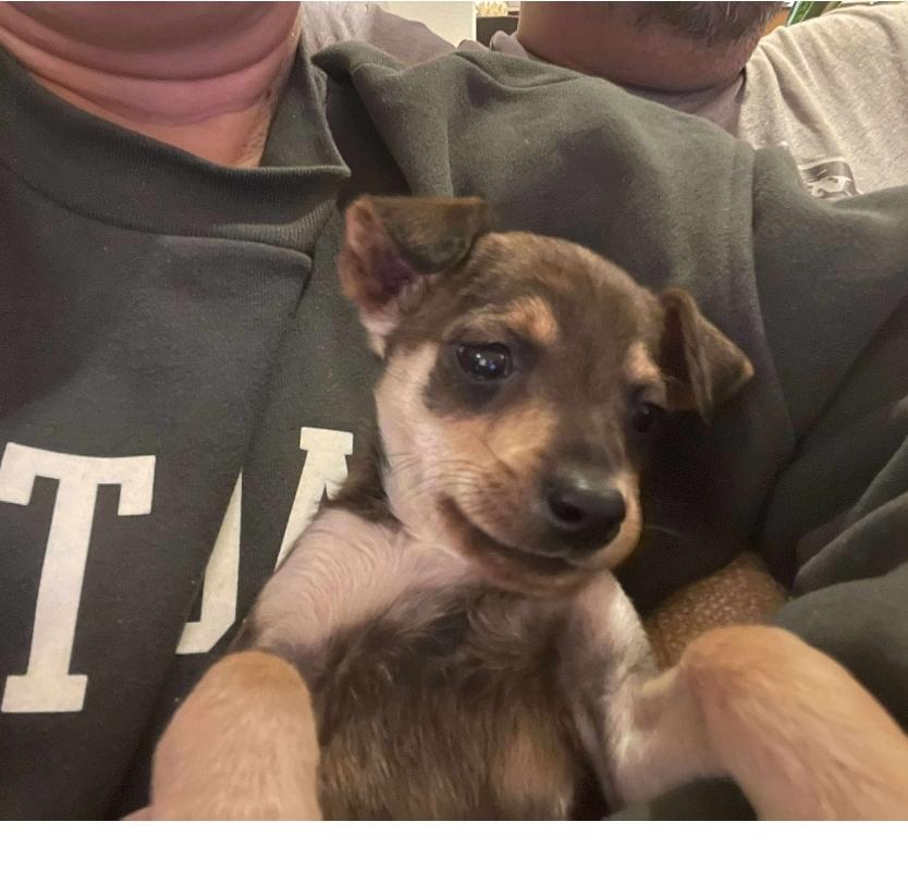 Jennelle, an adoptable Chihuahua, Mixed Breed in Winnipeg, MB, R3E 2Z9 | Photo Image 2