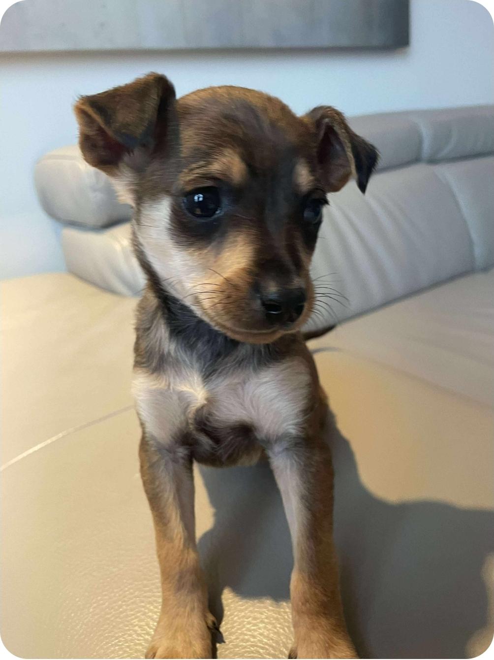 Jennelle, an adoptable Chihuahua, Mixed Breed in Winnipeg, MB, R3E 2Z9 | Photo Image 4