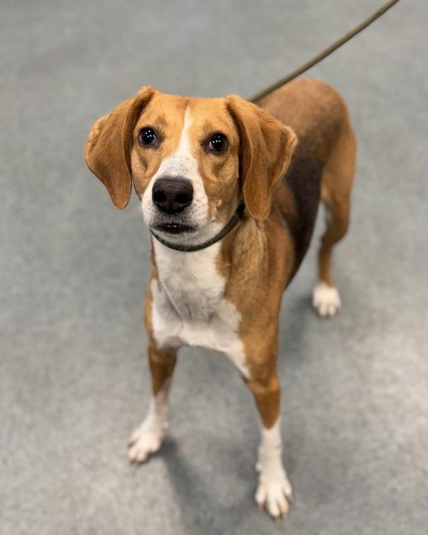 Enlarge Dangle Bangle, a Adoptable mixed breed in Richmond, VA image 1/2