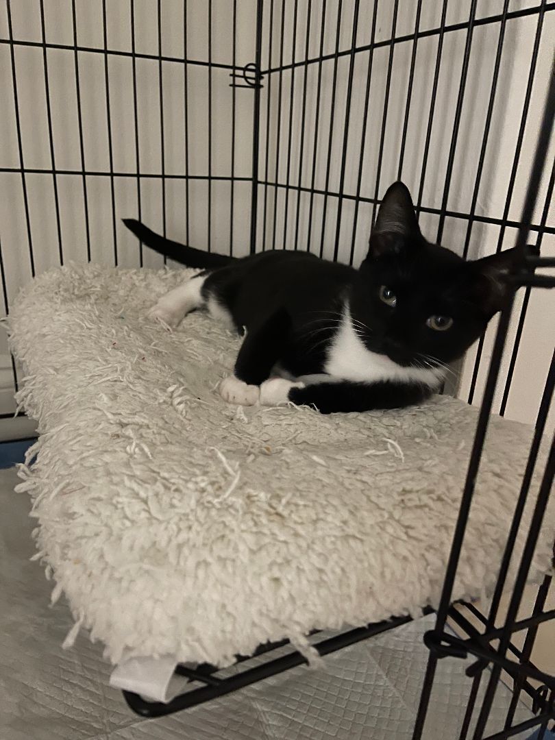 Lucky, Adopted, Kitten Male Tuxedo.