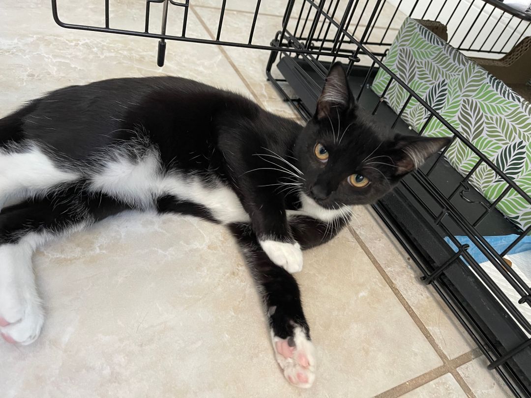 Enlarge Lucky, a Adopted Tuxedo in Brooklyn, NY image 2/6