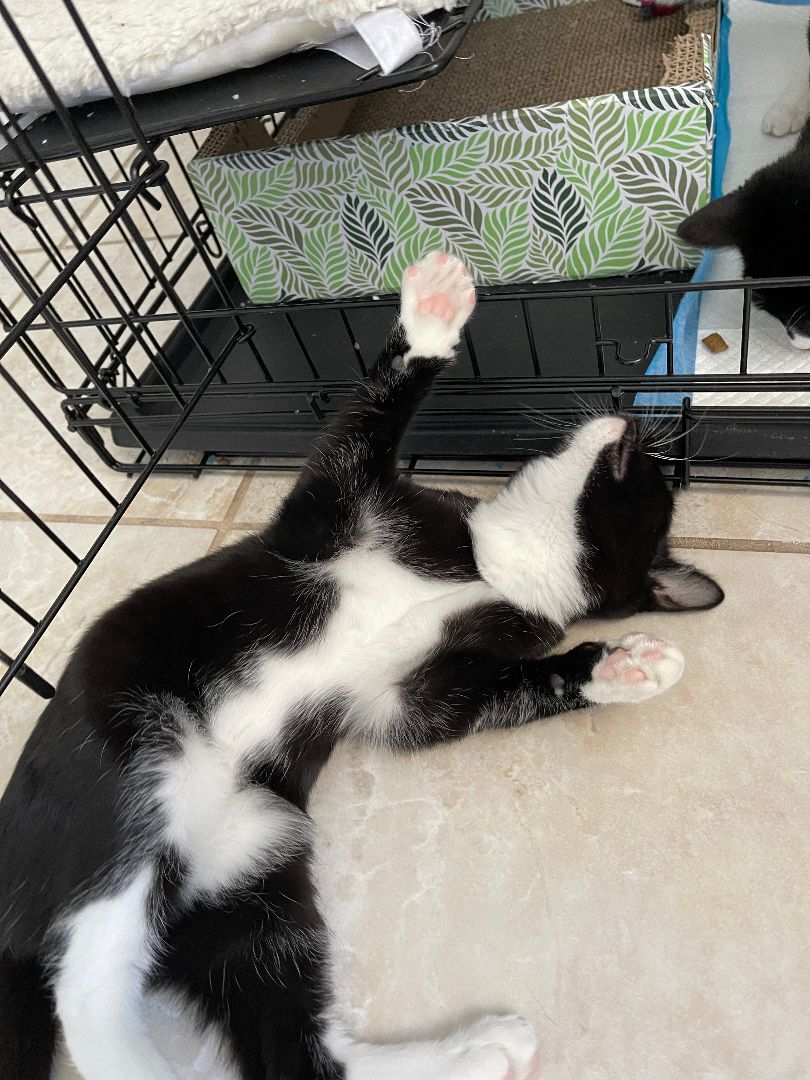 Enlarge Lucky, a Adopted Tuxedo in Brooklyn, NY image 3/6