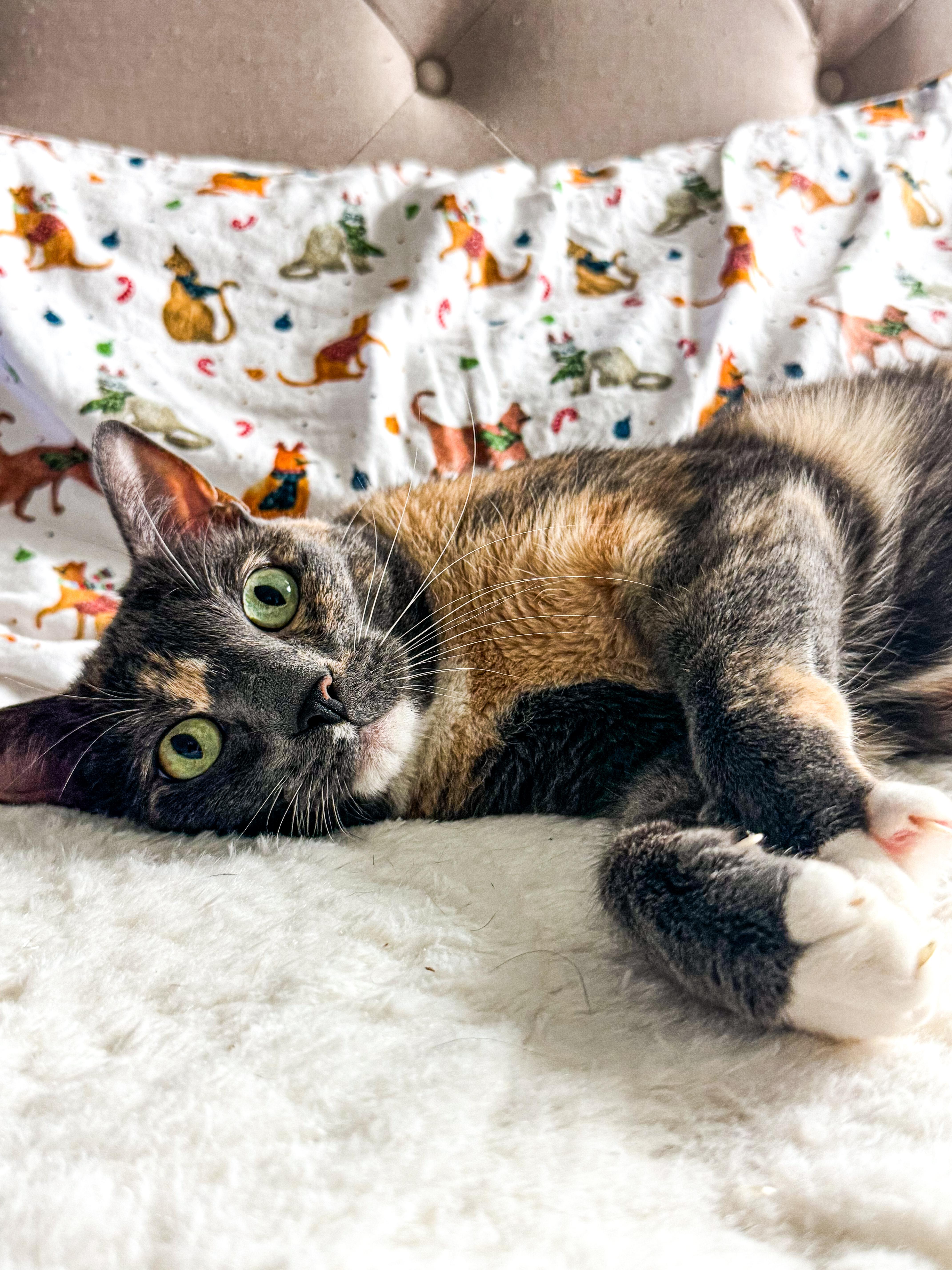 Enlarge Athena, an adopted Calico in Houston, TX image 1/4