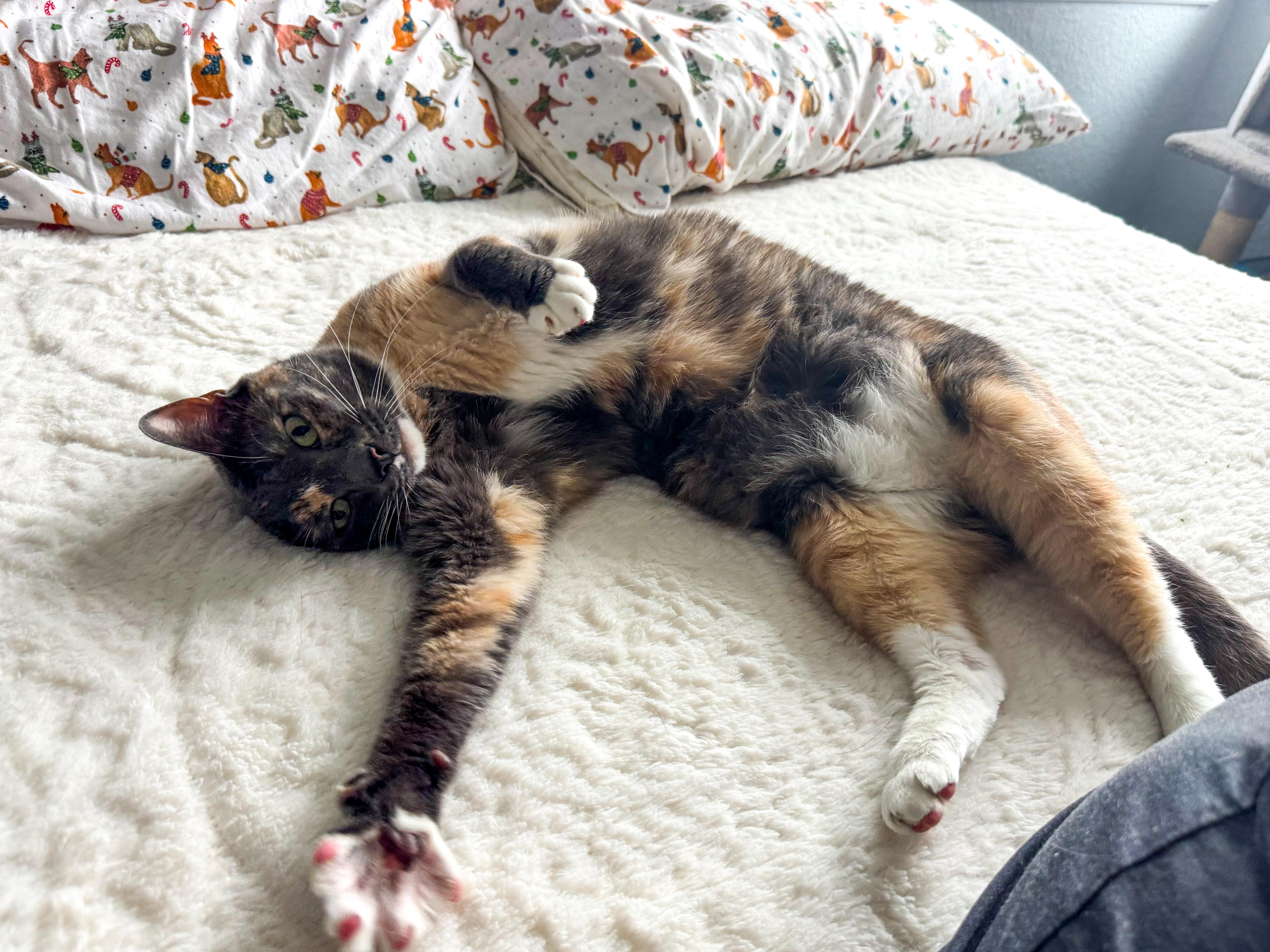 Enlarge Athena, an adopted Calico in Houston, TX image 4/4