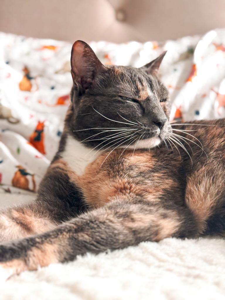 Enlarge Athena, an adopted Calico in Houston, TX image 2/4