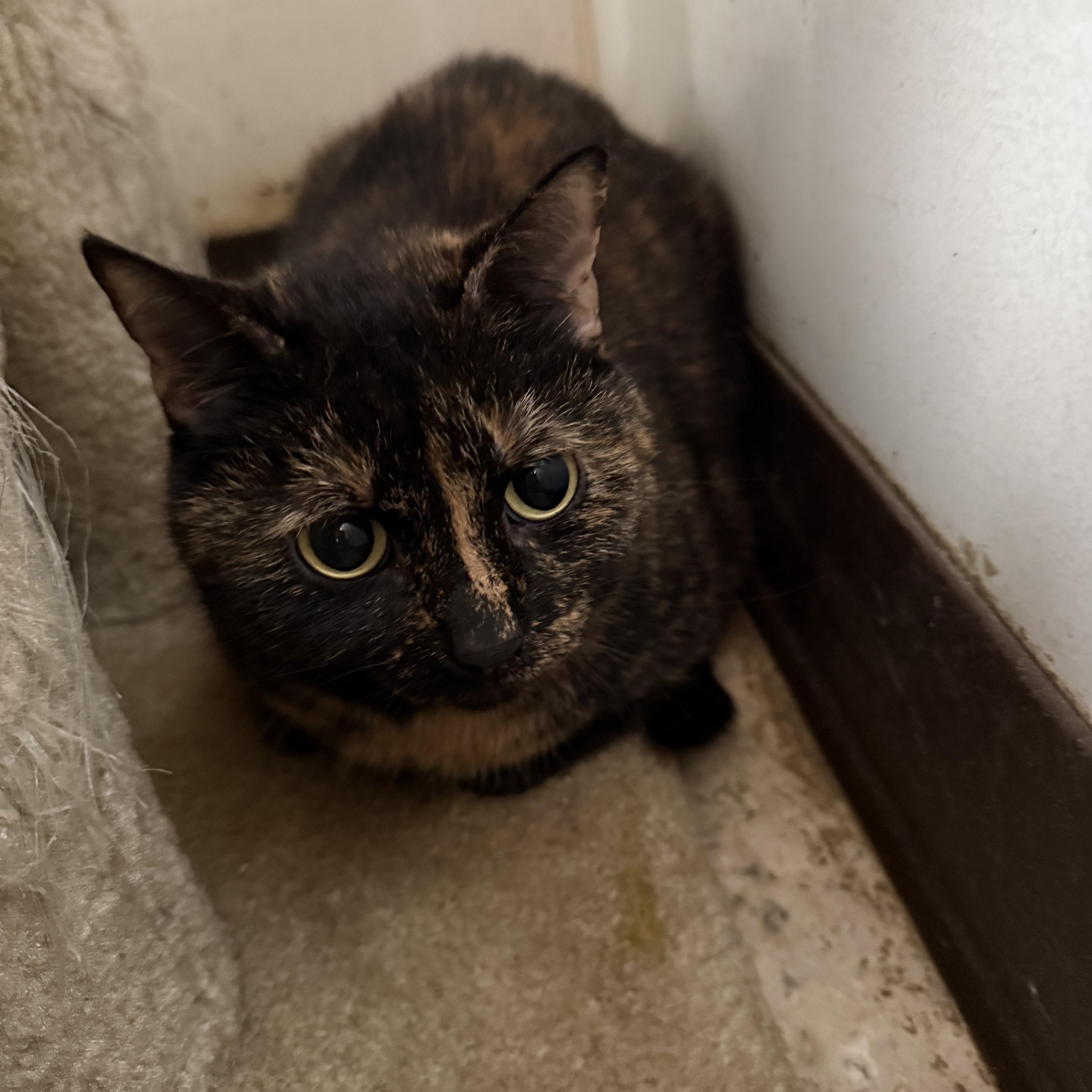Lily Ann (LA), ADOPTABLE, Adult Female Tortoiseshell.