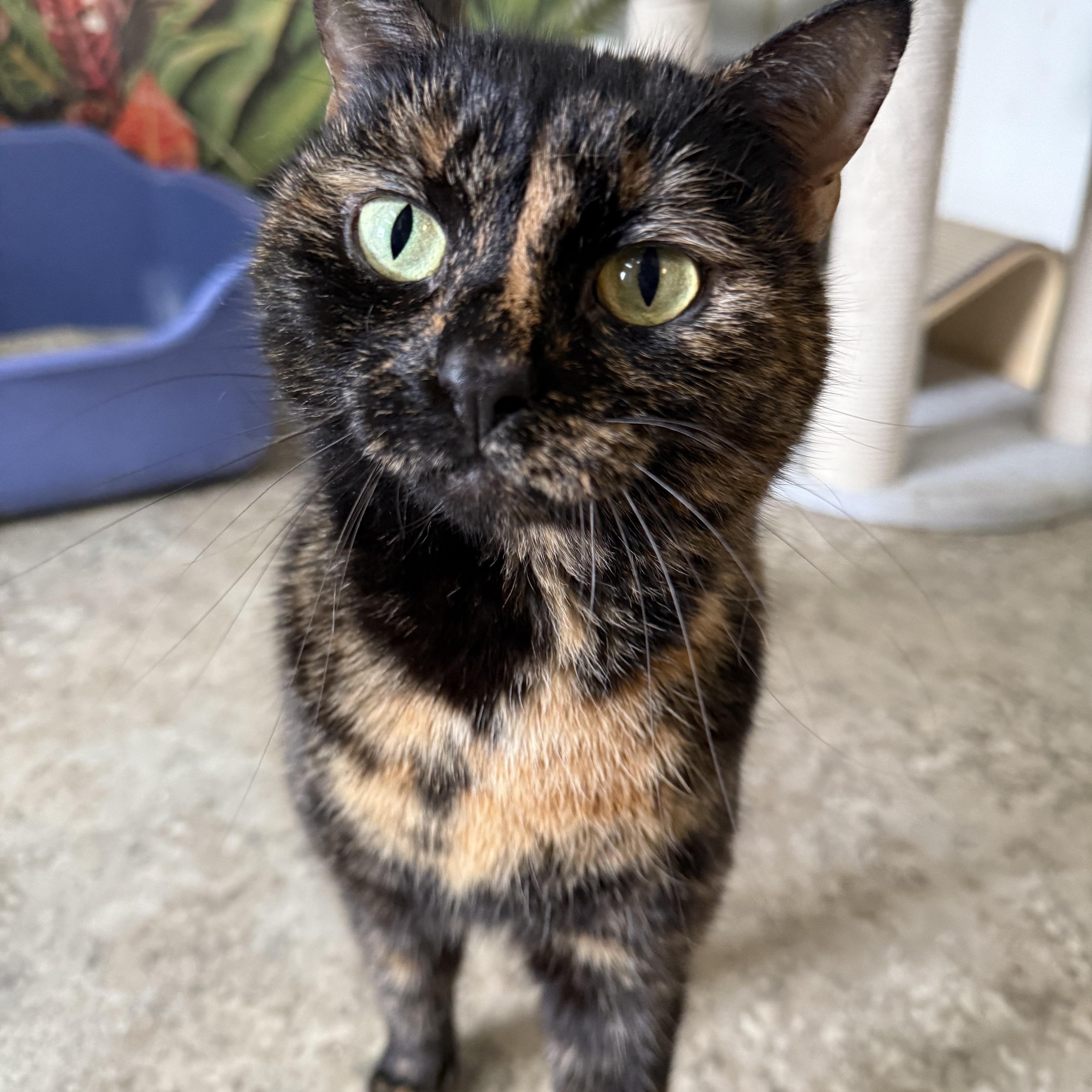 Enlarge Lily Ann (LA), a ADOPTABLE Tortoiseshell in Hendersonville, TN image 1/1