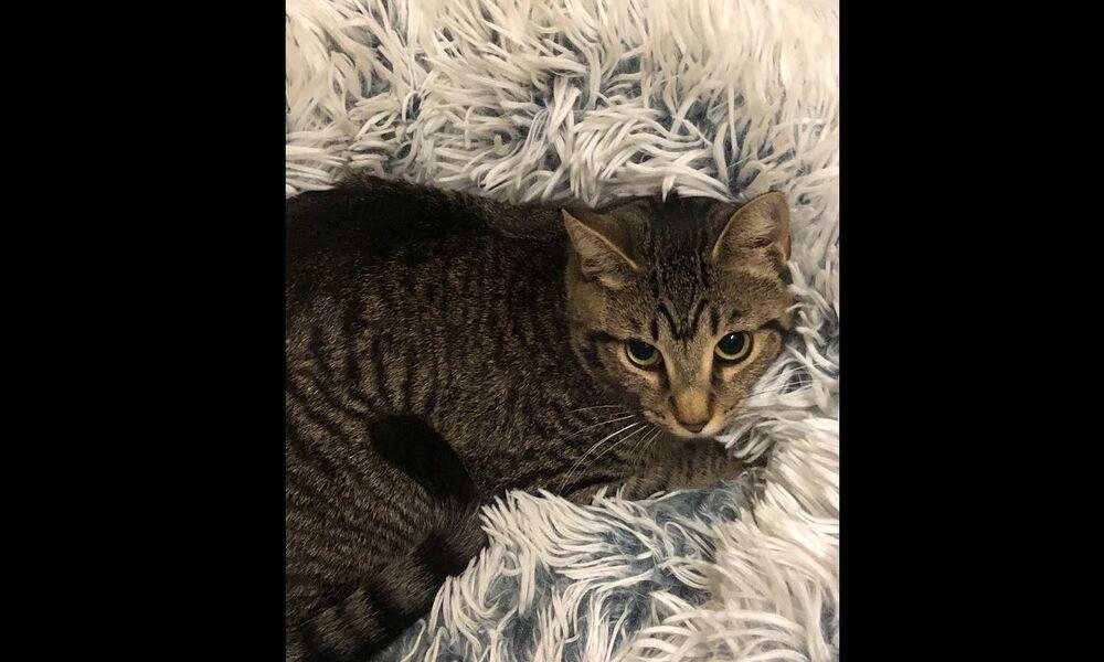 Idun, Adoptable, Young Female Domestic Short Hair.