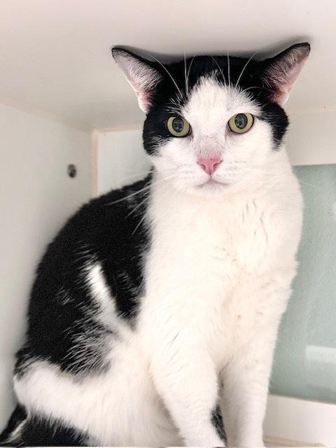 Blackberry, Adoptable, Adult Male Domestic Short Hair.
