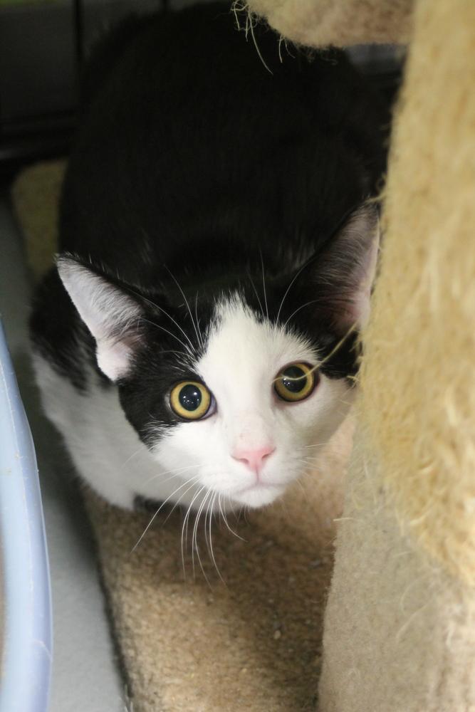 Enlarge Blackberry, a Adoptable Domestic Short Hair in Muskegon, MI image 2/2