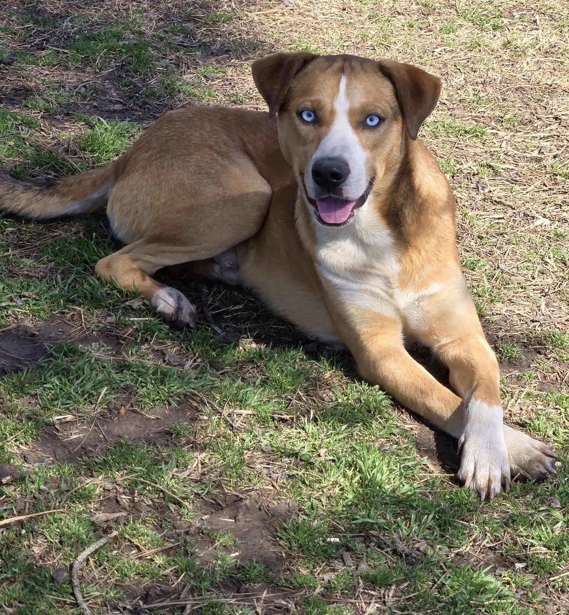 Enlarge Tango and Cash, a Adoptable mixed breed in Okemah, OK image 5/6