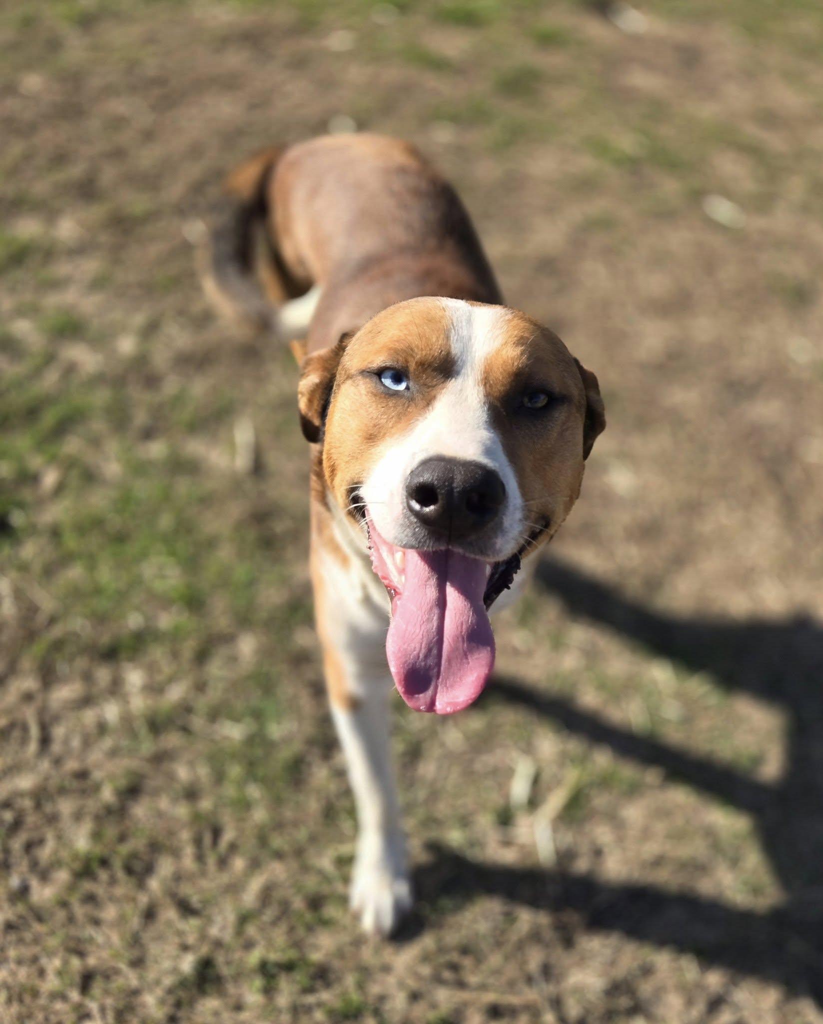 Tango and Cash, a Adoptable mixed breed in Okemah, OK image 3/6