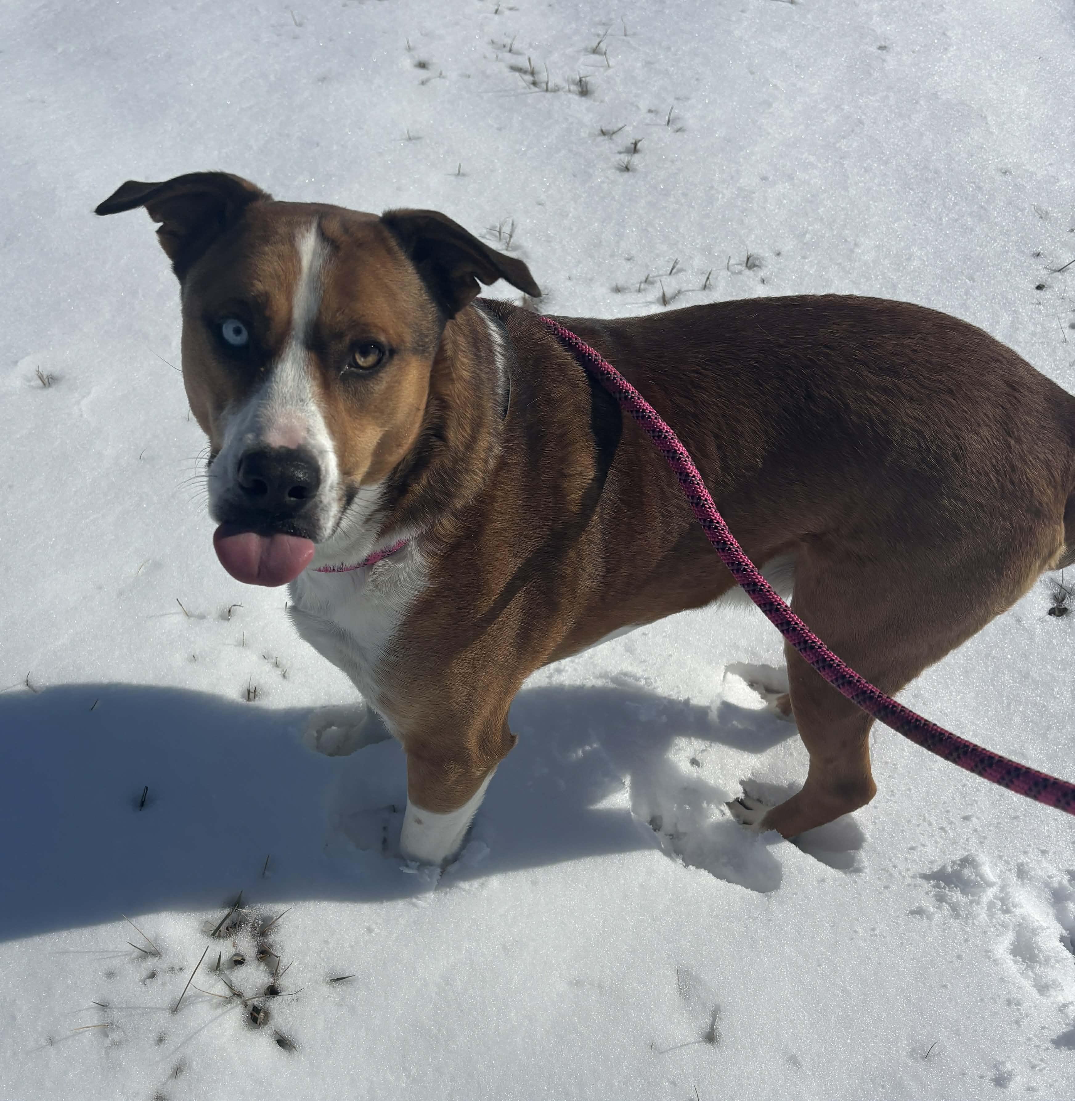 Enlarge Tango and Cash, a Adoptable mixed breed in Okemah, OK image 5/6