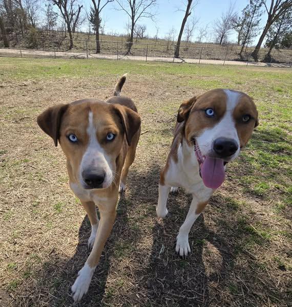 Tango and Cash, a Adoptable mixed breed in Okemah, OK image 4/6