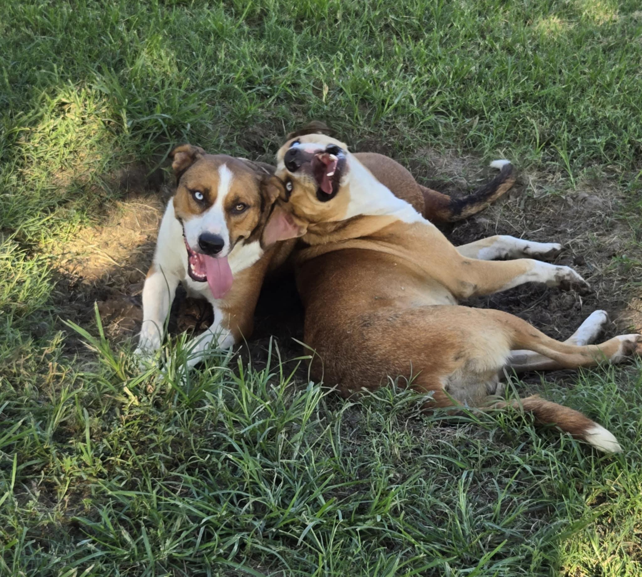 Enlarge Tango and Cash, a Adoptable mixed breed in Okemah, OK image 6/6