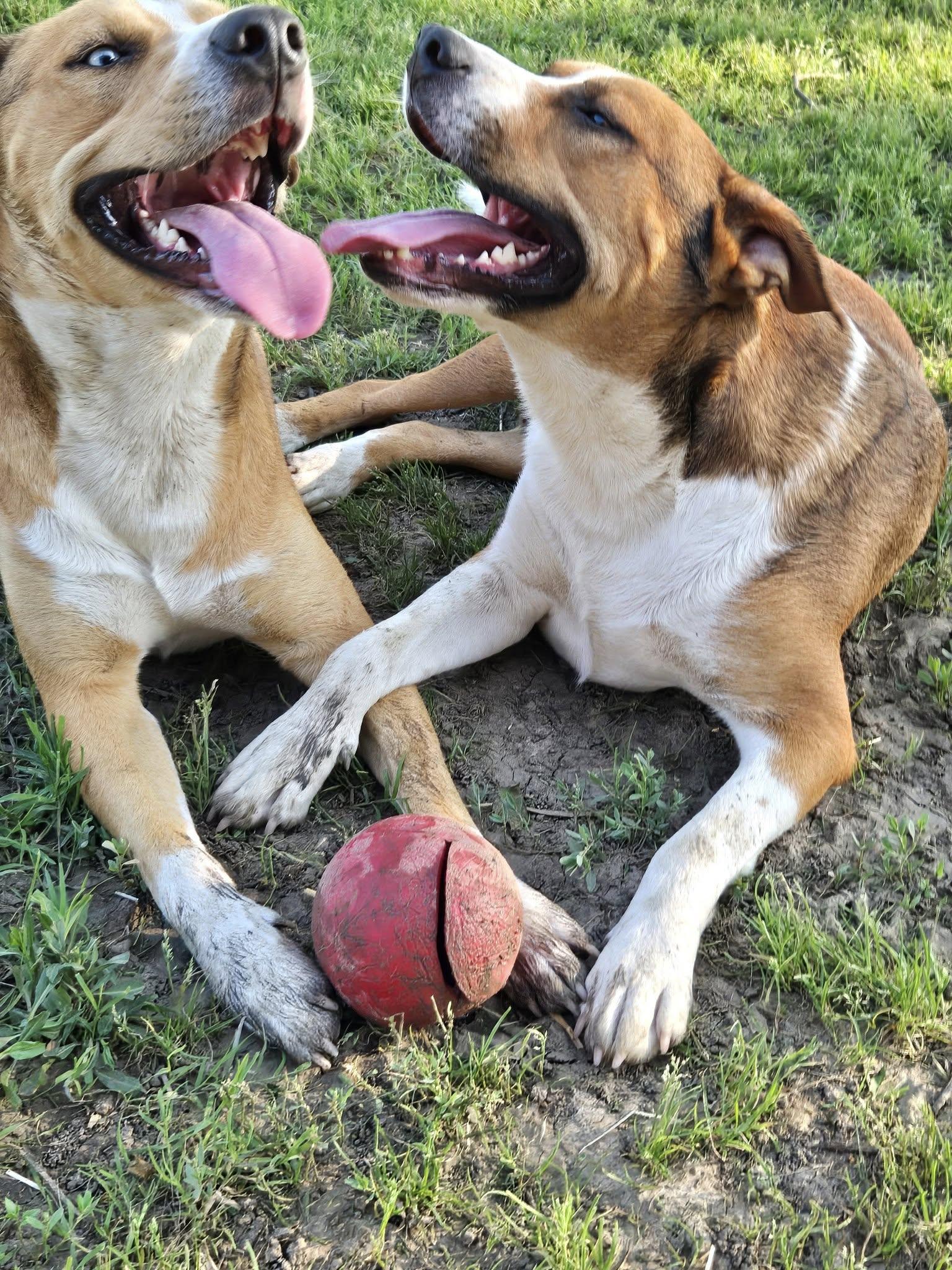 Enlarge Tango and Cash, a Adoptable mixed breed in Okemah, OK image 2/6
