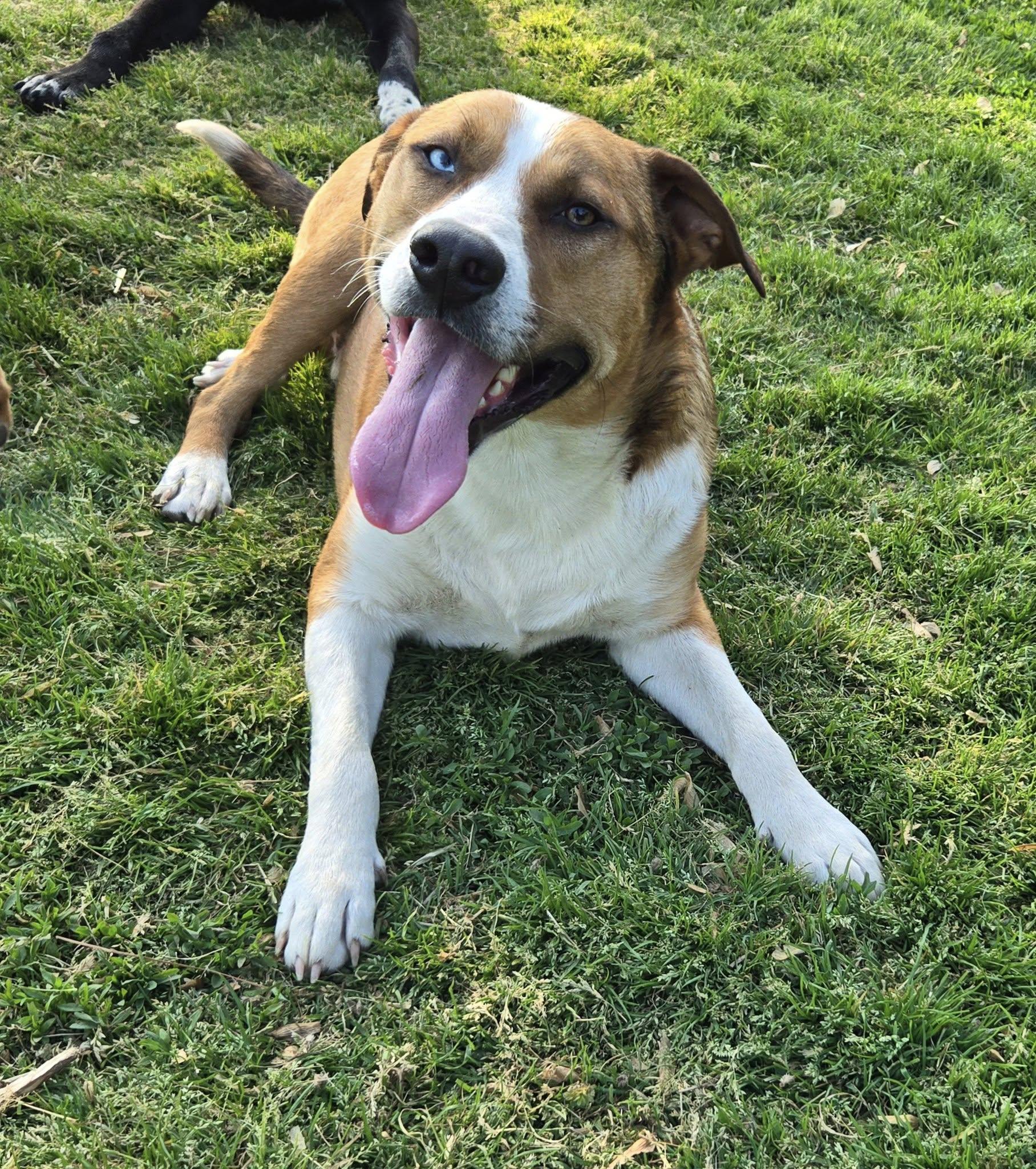 Enlarge Tango and Cash, a Adoptable mixed breed in Okemah, OK image 4/6