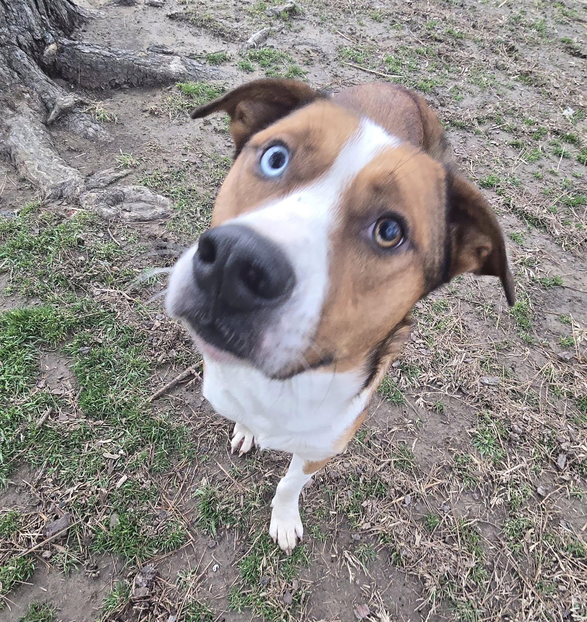 Tango and Cash, a Adoptable mixed breed in Okemah, OK image 5/6