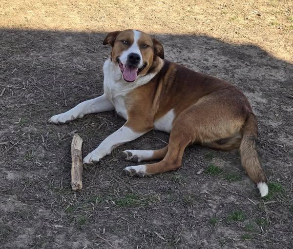 Tango and Cash, a Adoptable mixed breed in Okemah, OK image 6/6