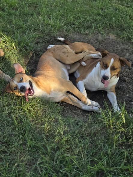 Tango and Cash, Adoptable, Adult Male Mixed Breed.