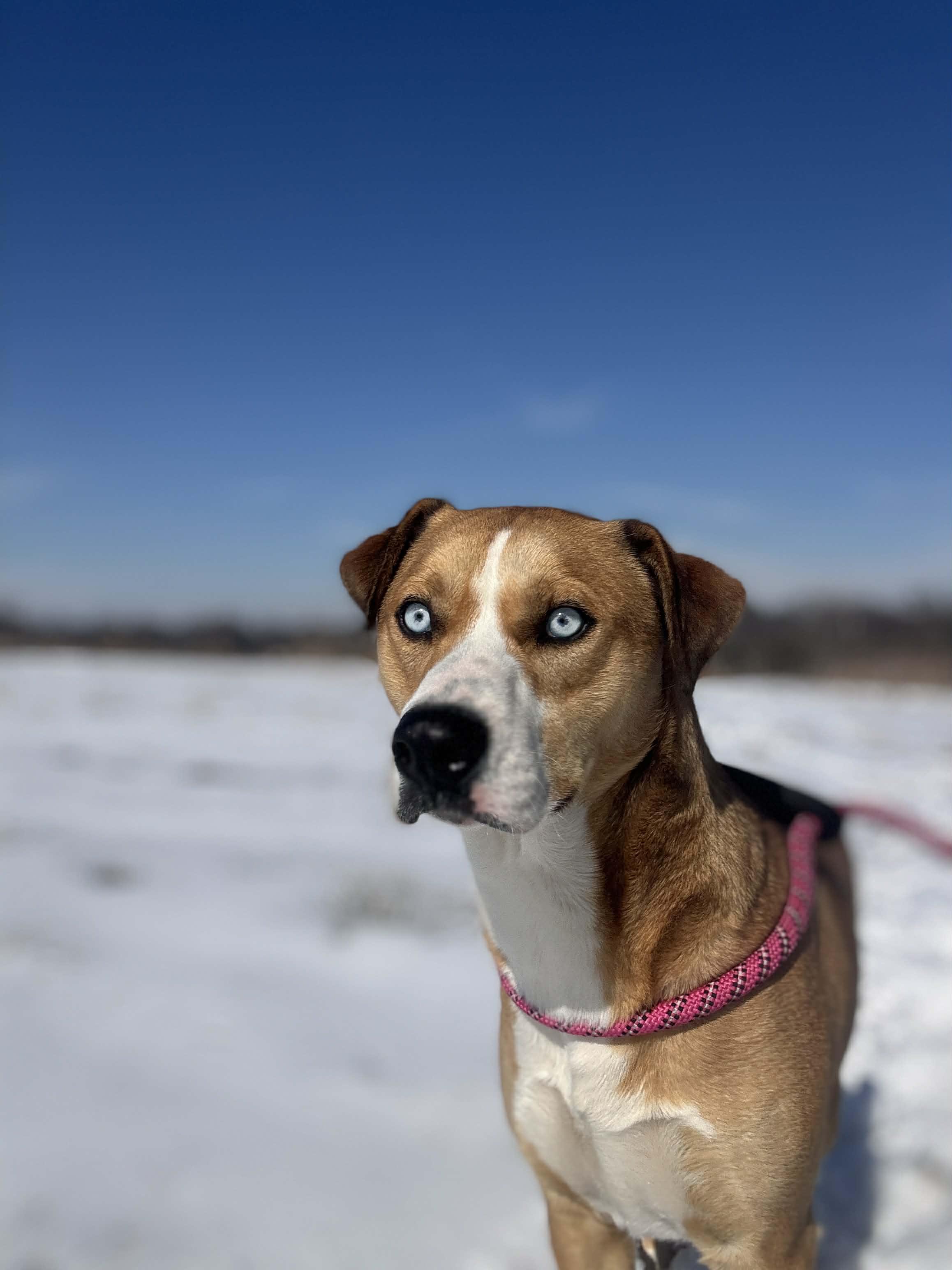 Enlarge Tango and Cash, a Adoptable mixed breed in Okemah, OK image 6/6