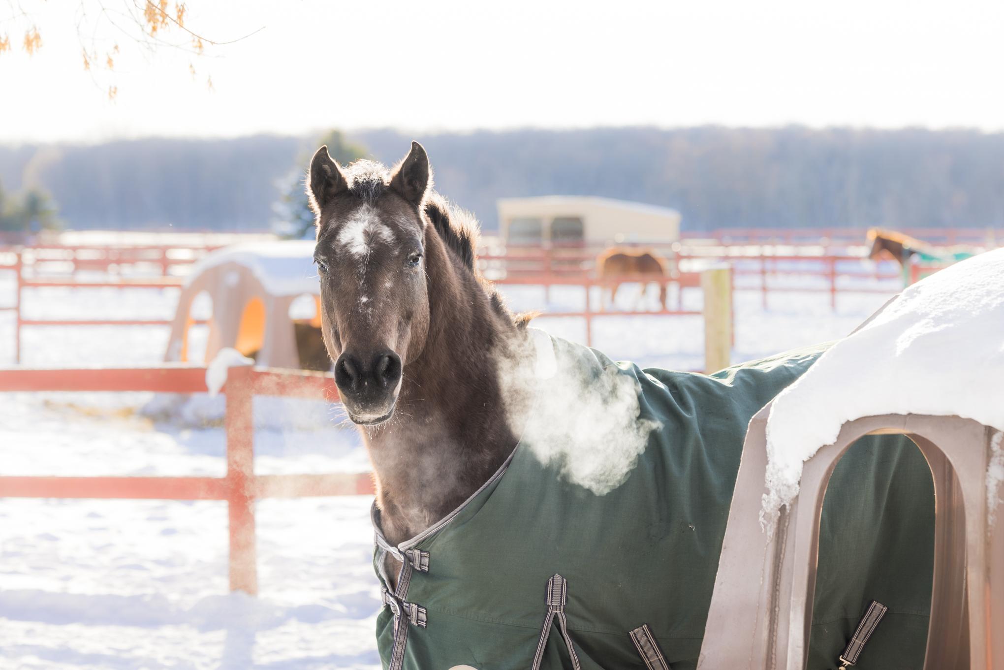 Lucy - SPONSORSHIP ONLY, ADOPTABLE, Adult Female Appaloosa.