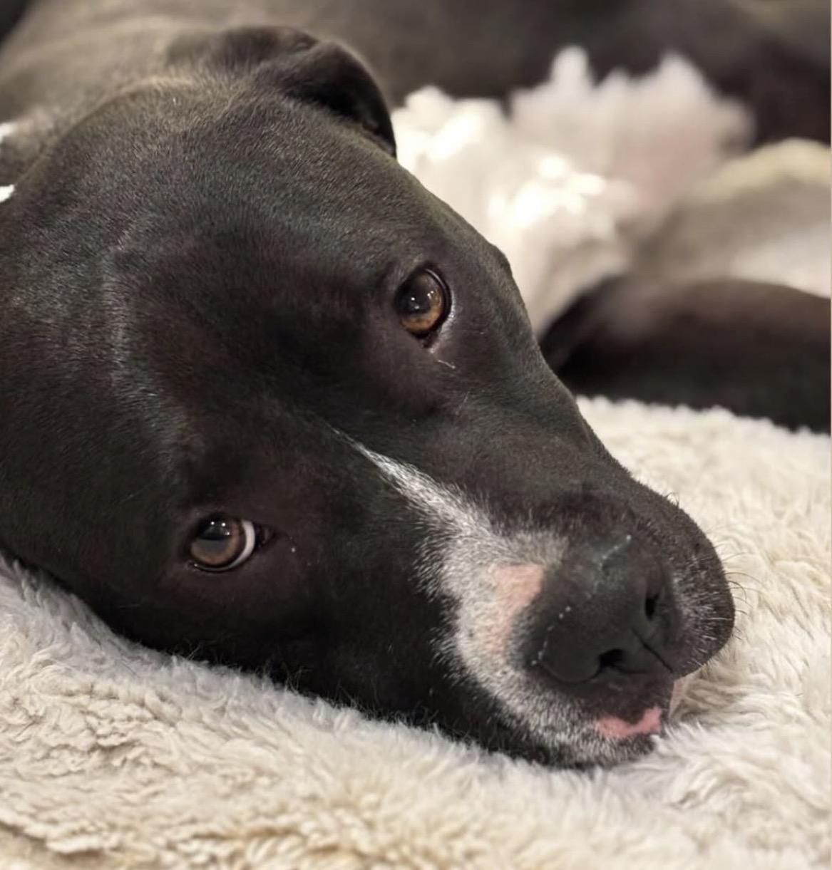 Enlarge Fawn, a Adoptable Pit Bull Terrier in Richmond, VA image 3/4