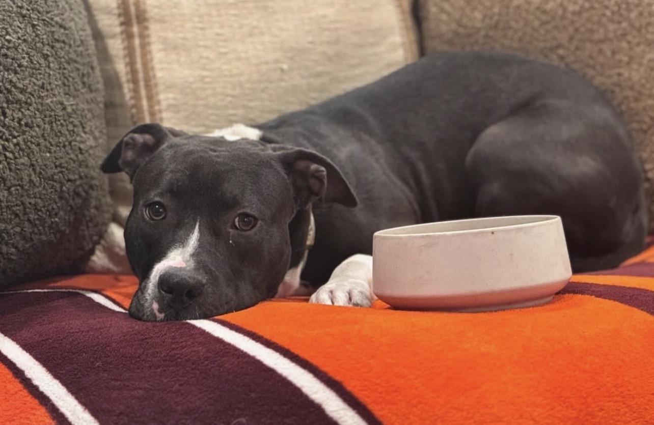 Fawn, Adoptable, Young Female Pit Bull Terrier.