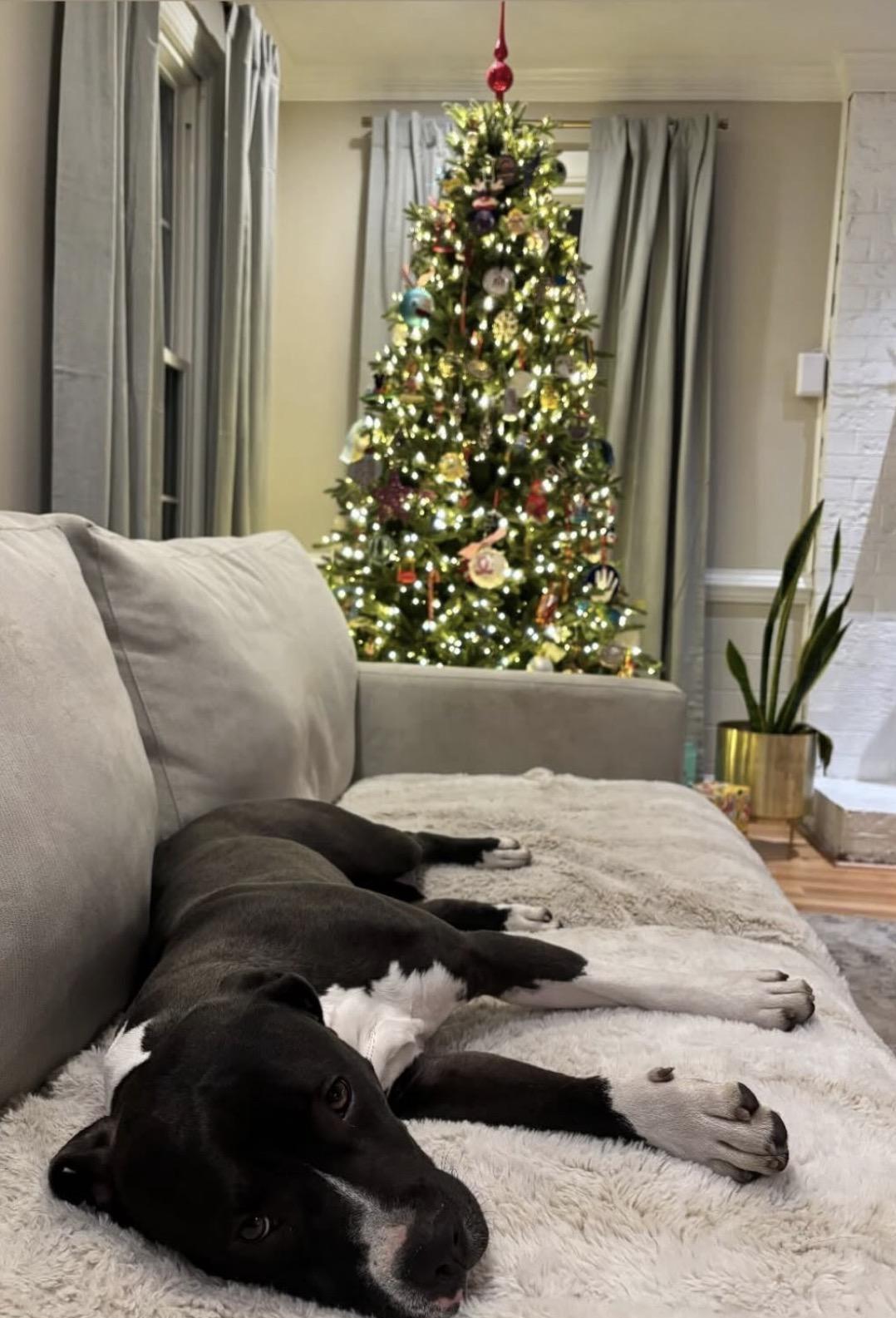 Enlarge Fawn, a Adoptable Pit Bull Terrier in Richmond, VA image 4/4