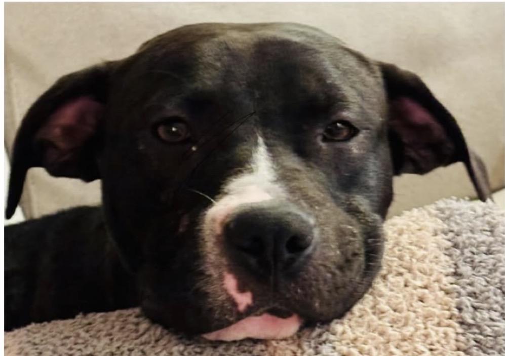 Enlarge Fawn, a Adoptable Pit Bull Terrier in Richmond, VA image 2/4