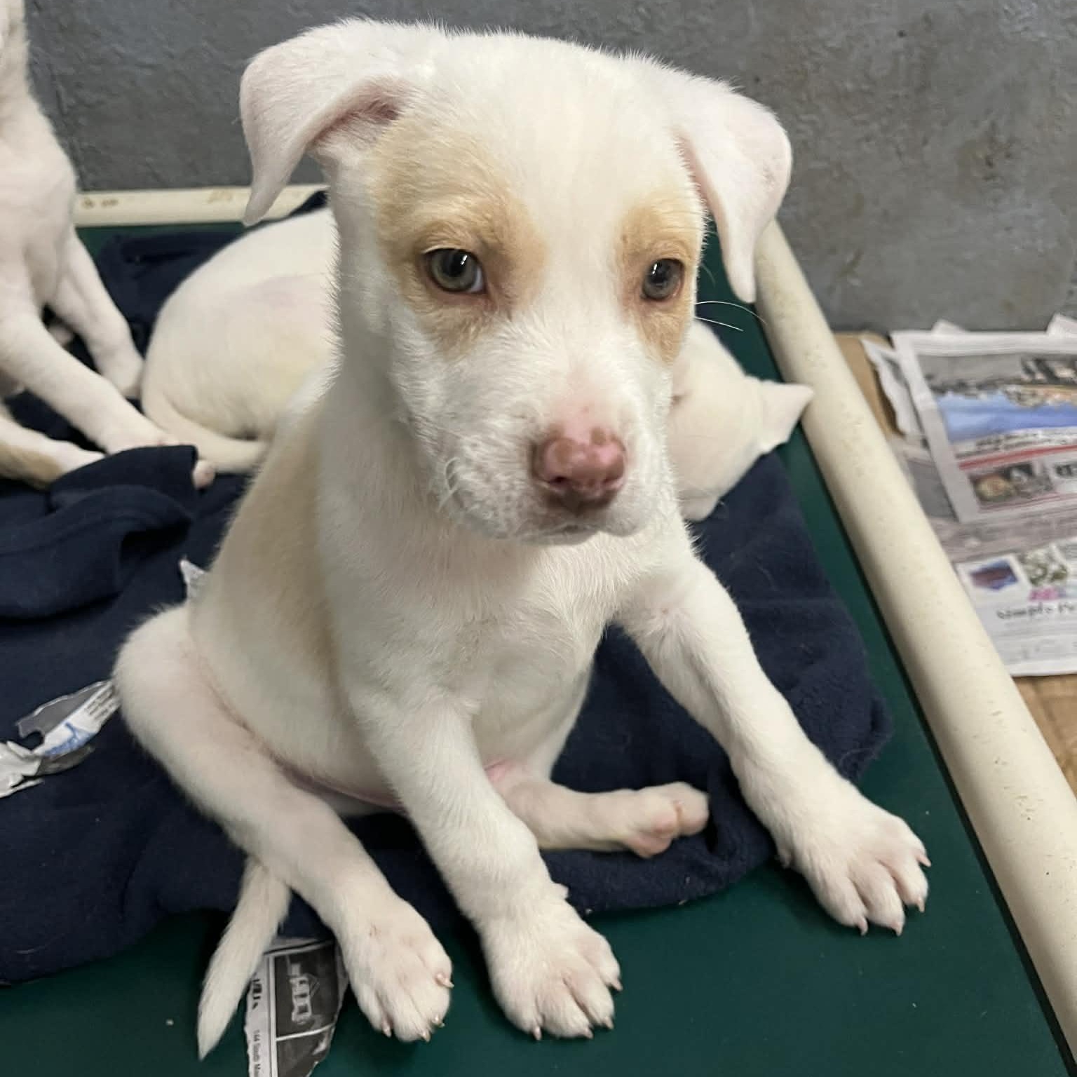 Enlarge Cloud, a Adoptable mixed breed in Kentwood, MI image 4/6