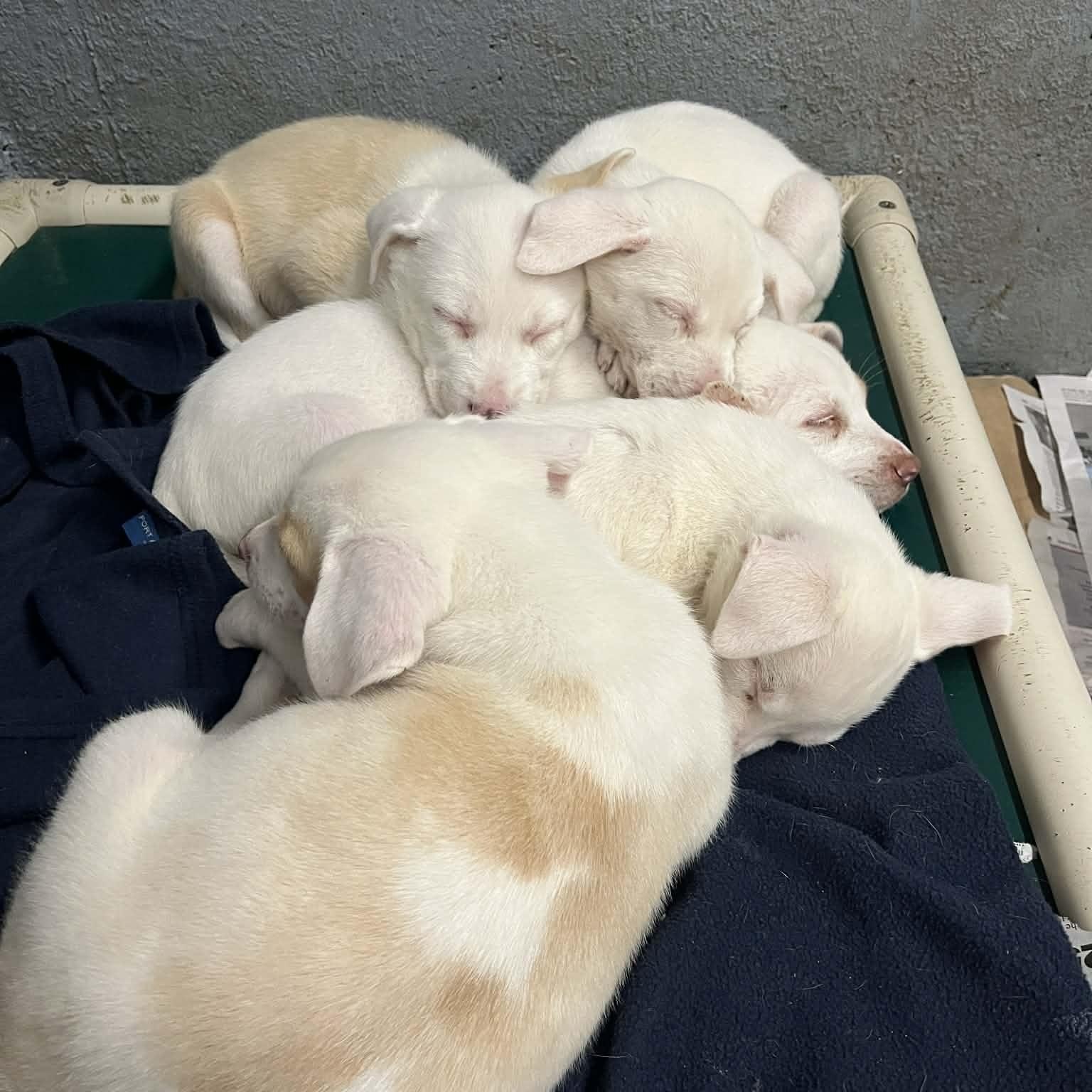 Enlarge Cloud, a Adoptable mixed breed in Kentwood, MI image 6/6