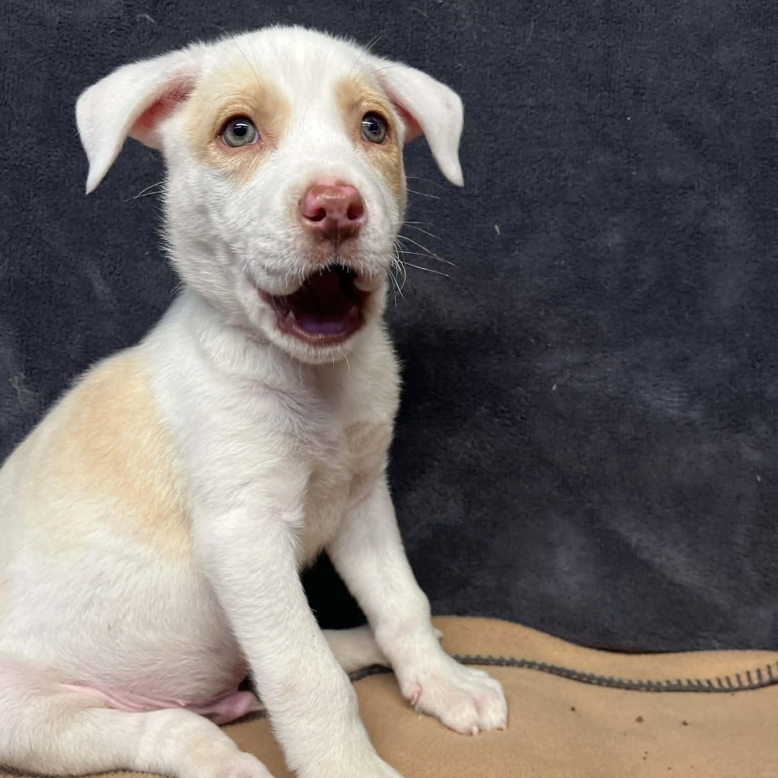 Enlarge Cloud, a Adoptable mixed breed in Kentwood, MI image 3/6