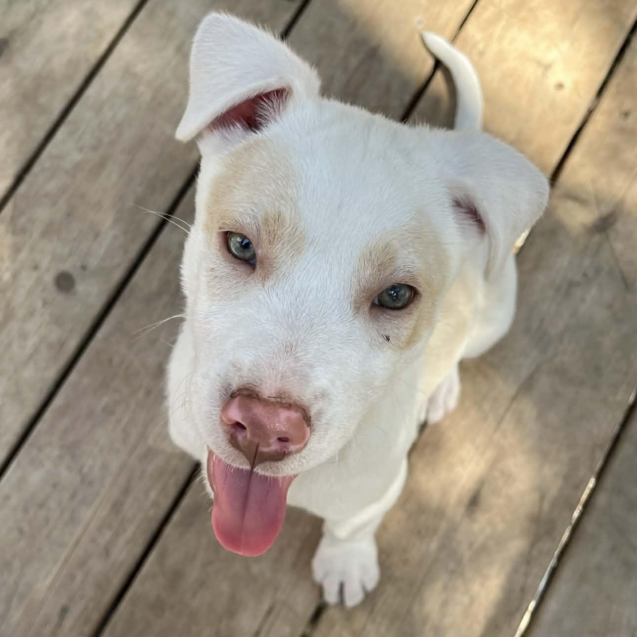Enlarge Cloud, a Adoptable mixed breed in Kentwood, MI image 2/6