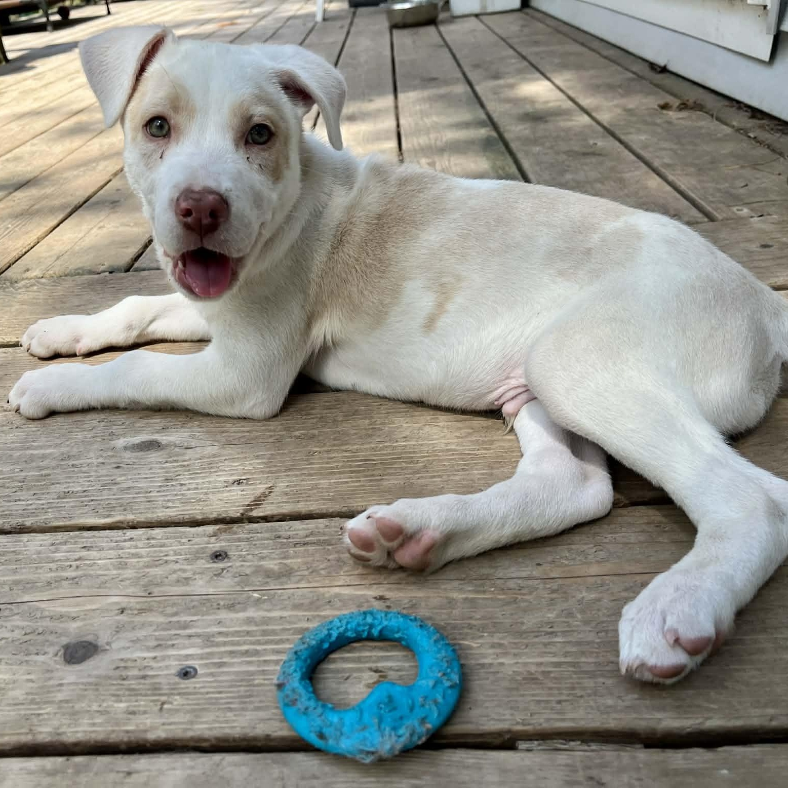 Enlarge Cloud, a Adoptable mixed breed in Kentwood, MI image 1/6