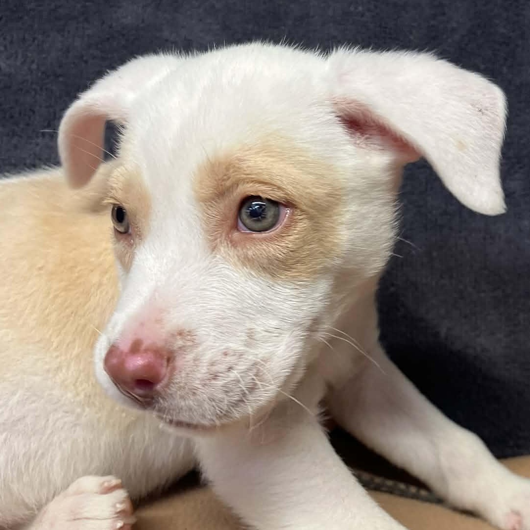 Enlarge Cloud, a Adoptable mixed breed in Kentwood, MI image 5/6