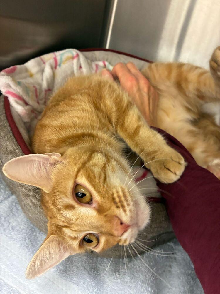 Enlarge Baby, a Adoptable Tabby in Orlando, FL image 1/4