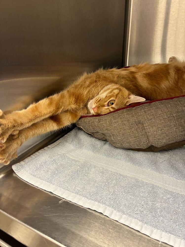 Enlarge Baby, a Adoptable Tabby in Orlando, FL image 2/4