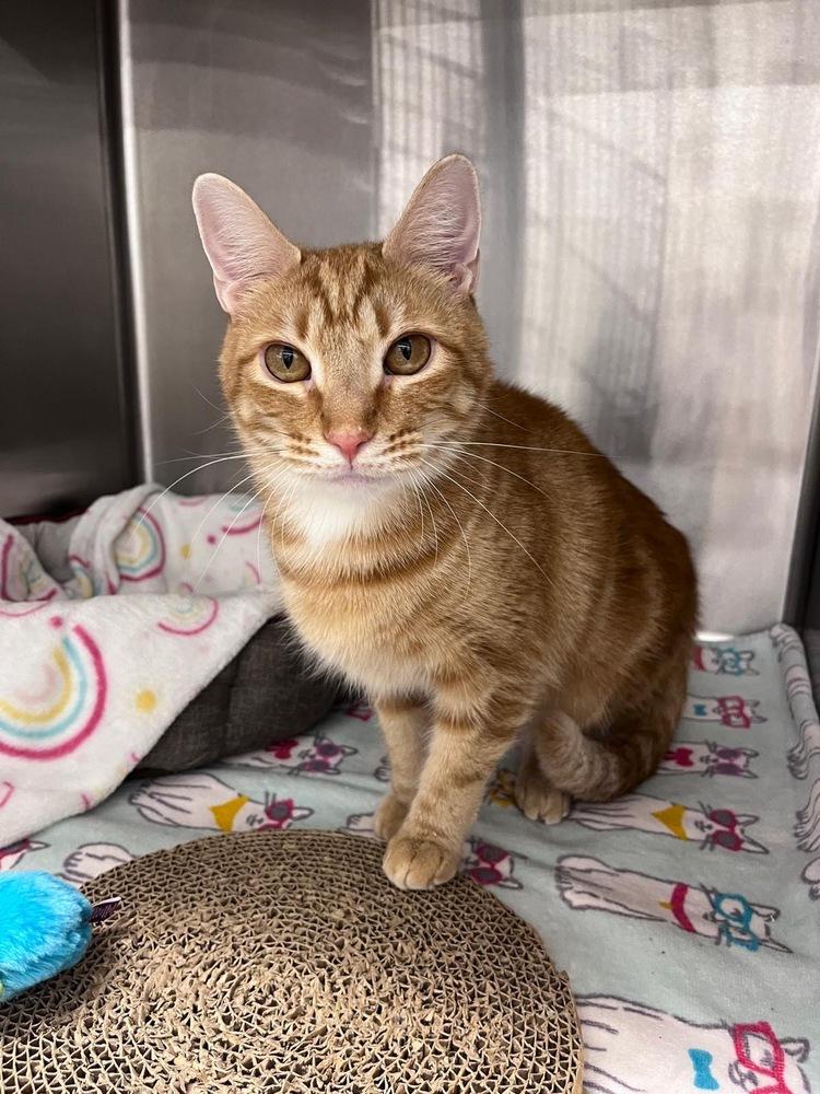 Baby, Adoptable, Adult Male Tabby.