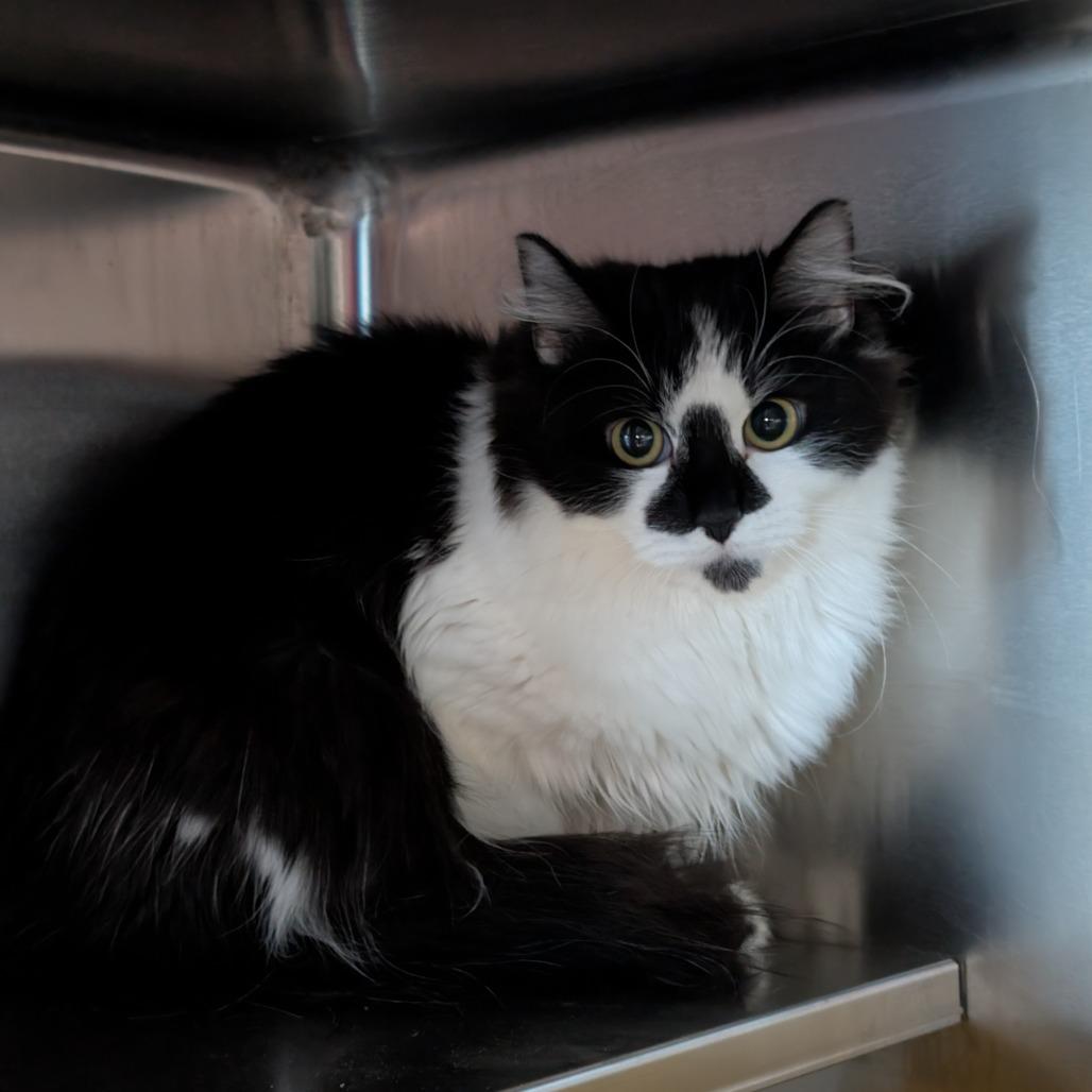 Fern, Adoptable, Kitten Male Domestic Medium Hair.