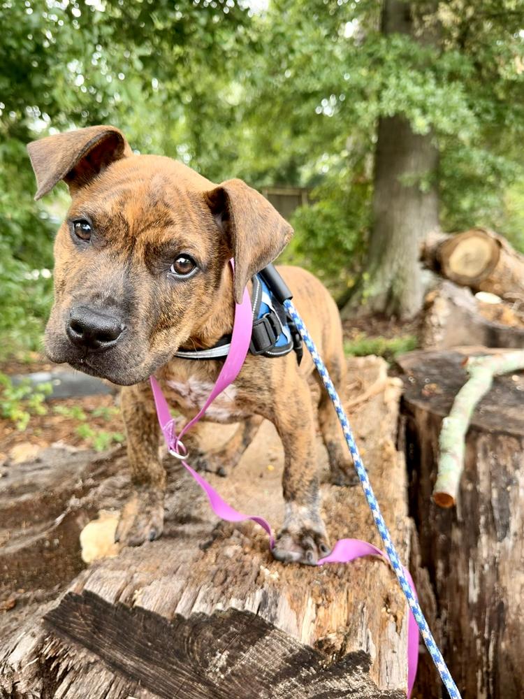 Enlarge Hamilton, a Adoptable Boxer in Marietta, GA image 1/6