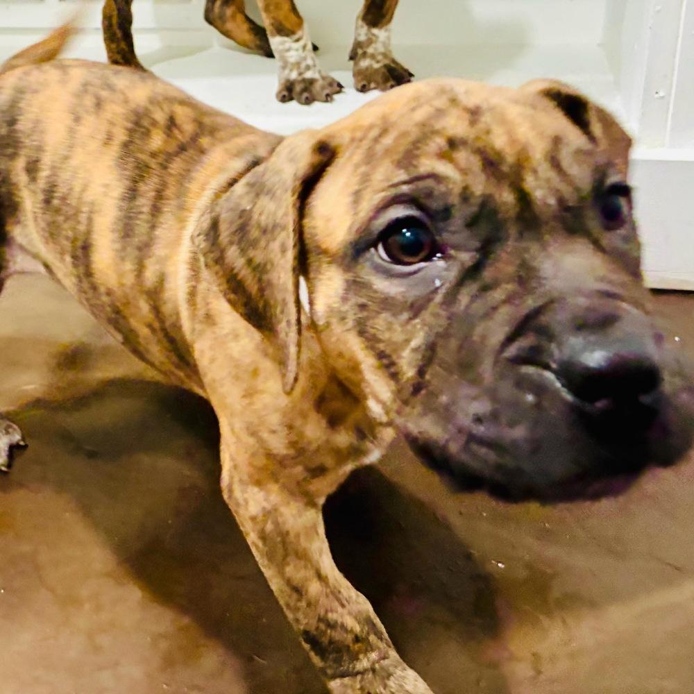 Enlarge Hamilton, a Adoptable Boxer in Marietta, GA image 2/6
