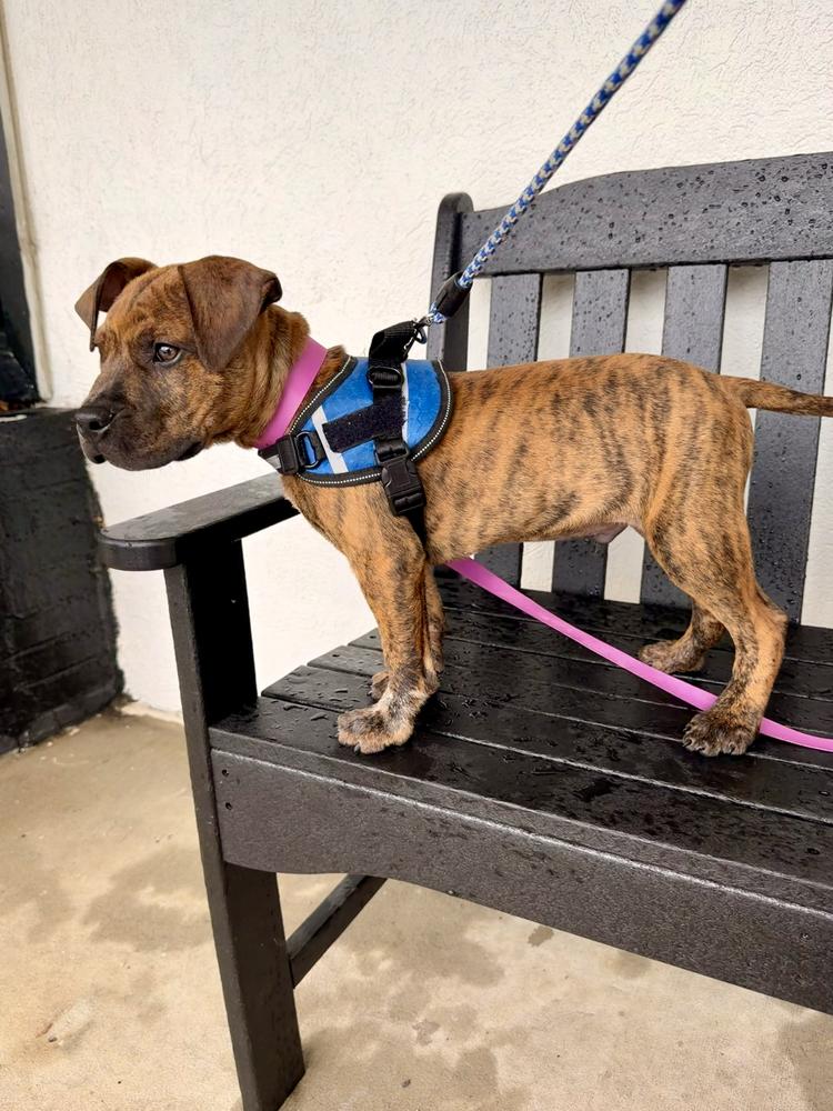 Enlarge Hamilton, a Adoptable Boxer in Marietta, GA image 4/6