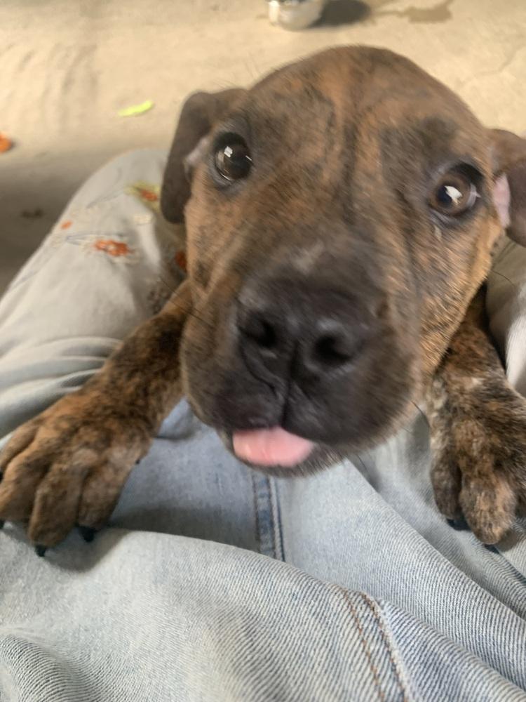 Enlarge Hamilton, a Adoptable Boxer in Marietta, GA image 6/6