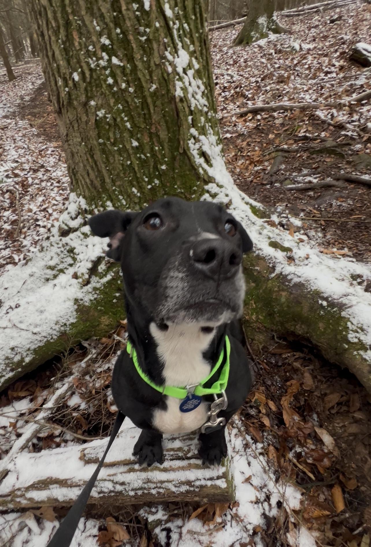 ALOO, an adopted mixed breed in Millerstown, PA image 3/6