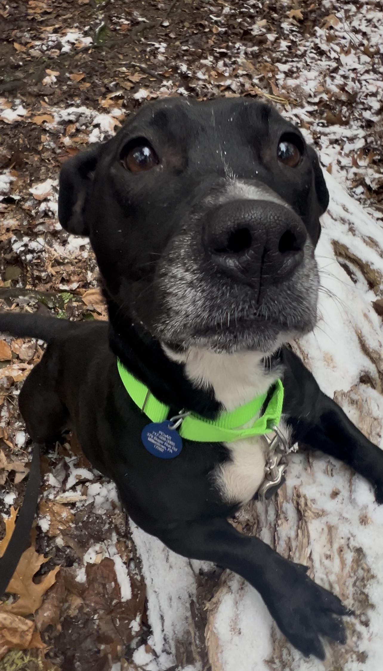ALOO, an adopted mixed breed in Millerstown, PA image 6/6