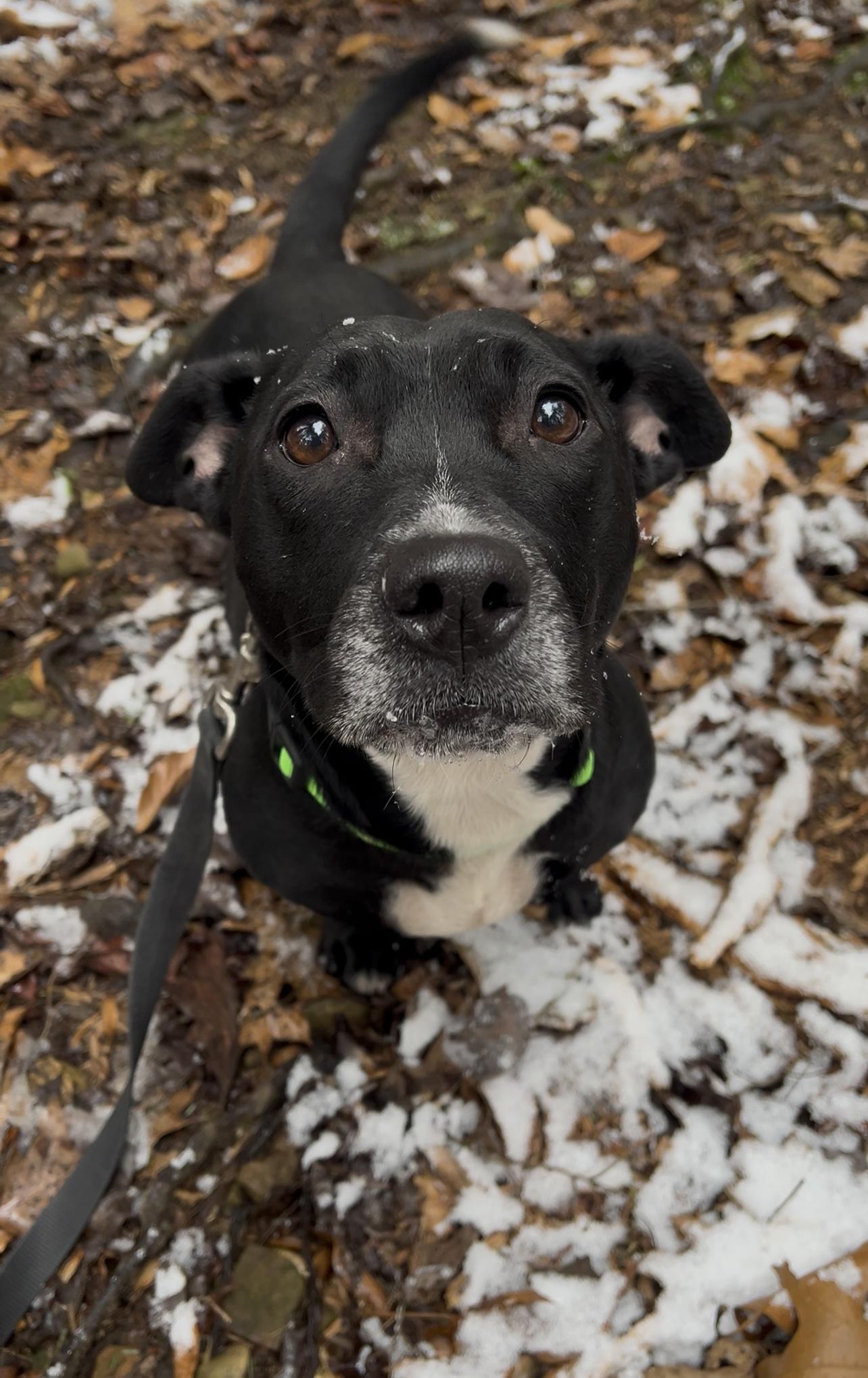 ALOO, an adopted mixed breed in Millerstown, PA image 5/6
