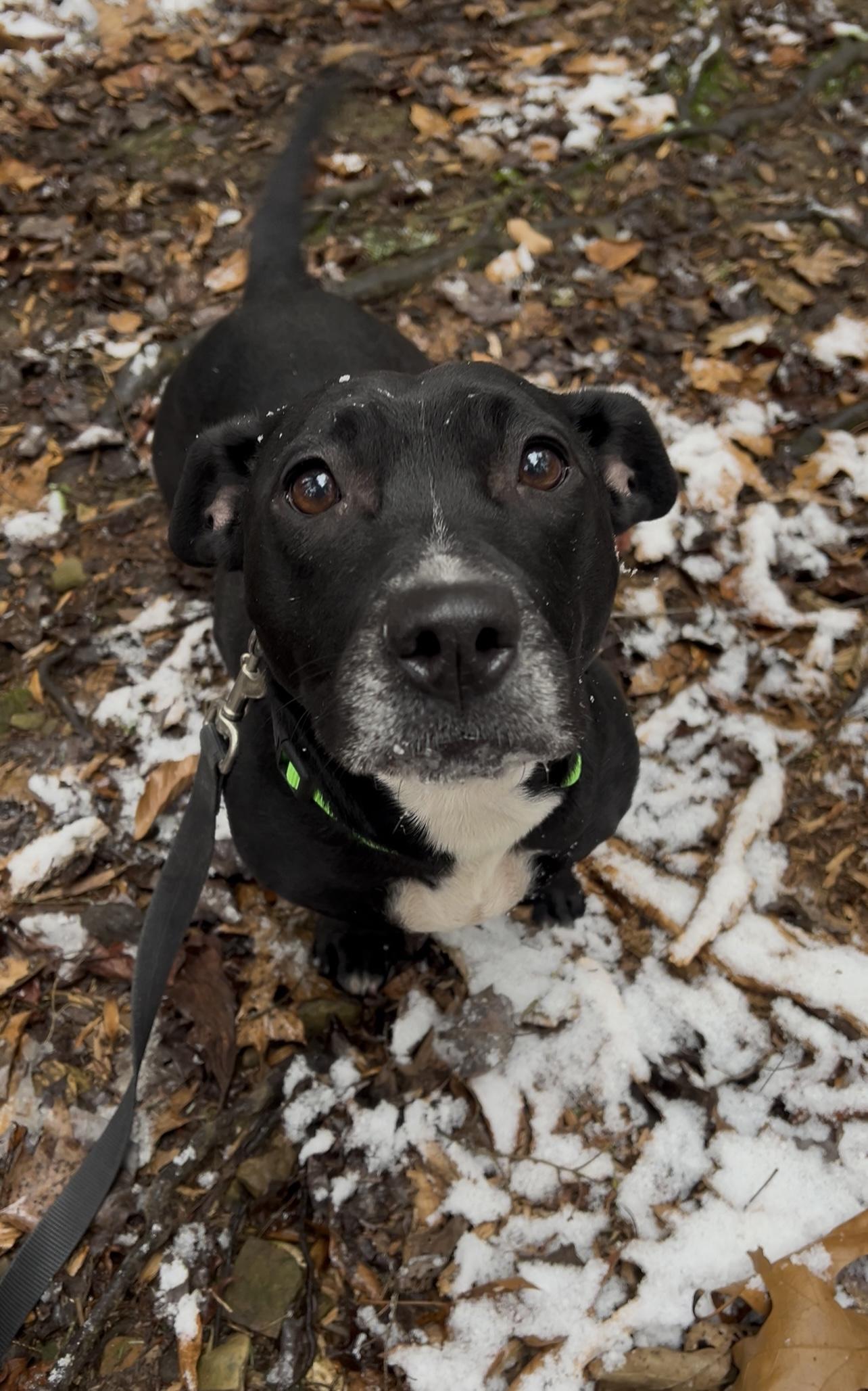 ALOO, an adopted mixed breed in Millerstown, PA image 1/6
