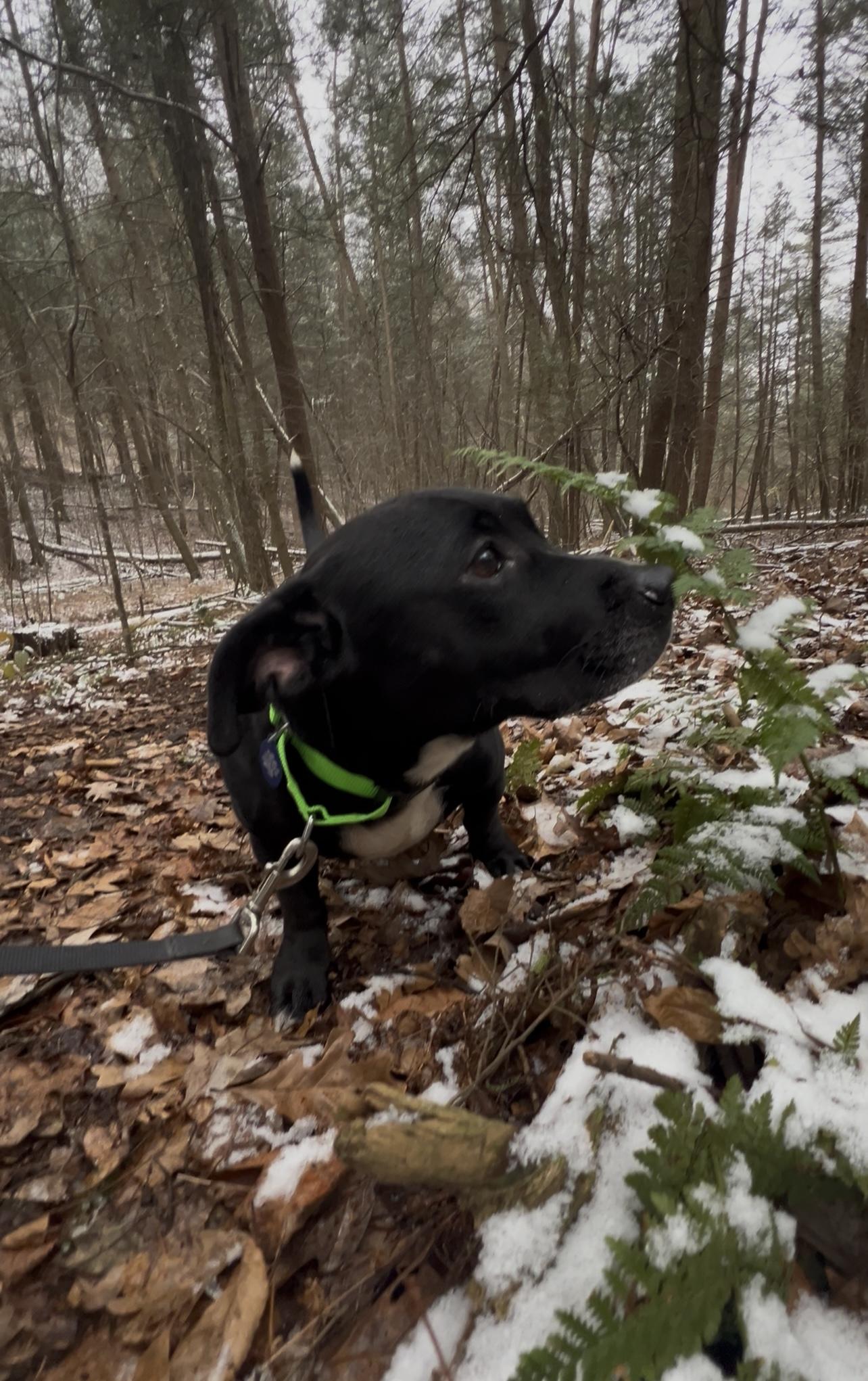 ALOO, an adopted mixed breed in Millerstown, PA image 4/6