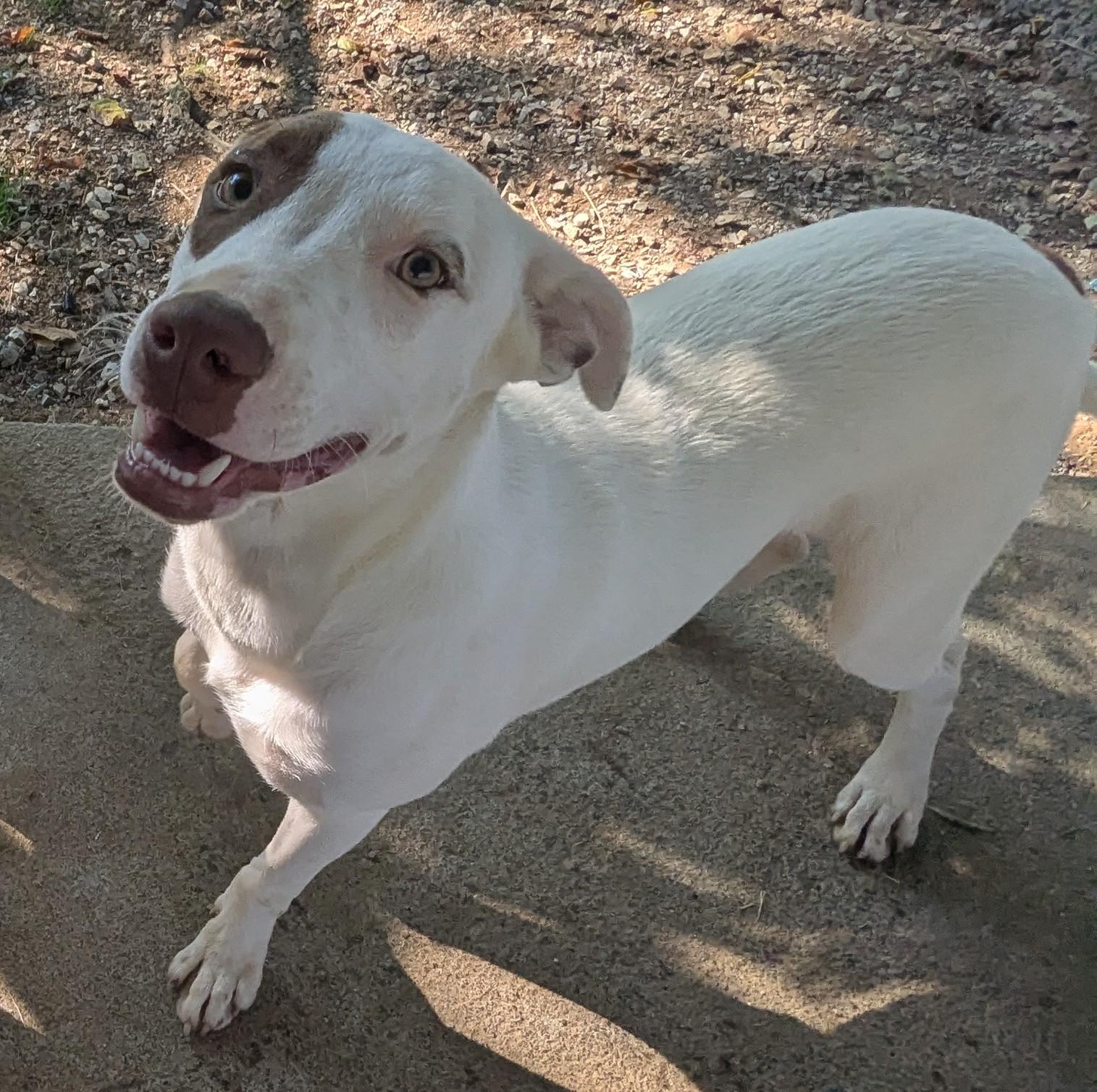 SHERLOCK, a Adoptable Mixed Breed in Talbott, TN image 4/4